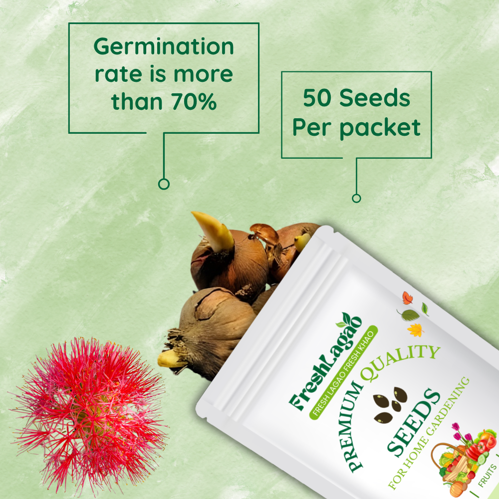 Football Lily Flower Bulb - Image 2