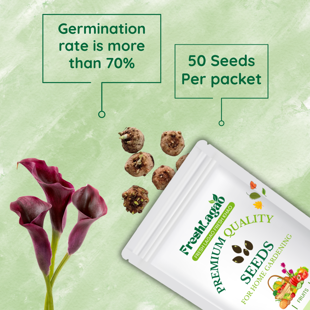 Calla Lily Black Flower Bulbs - Image 2