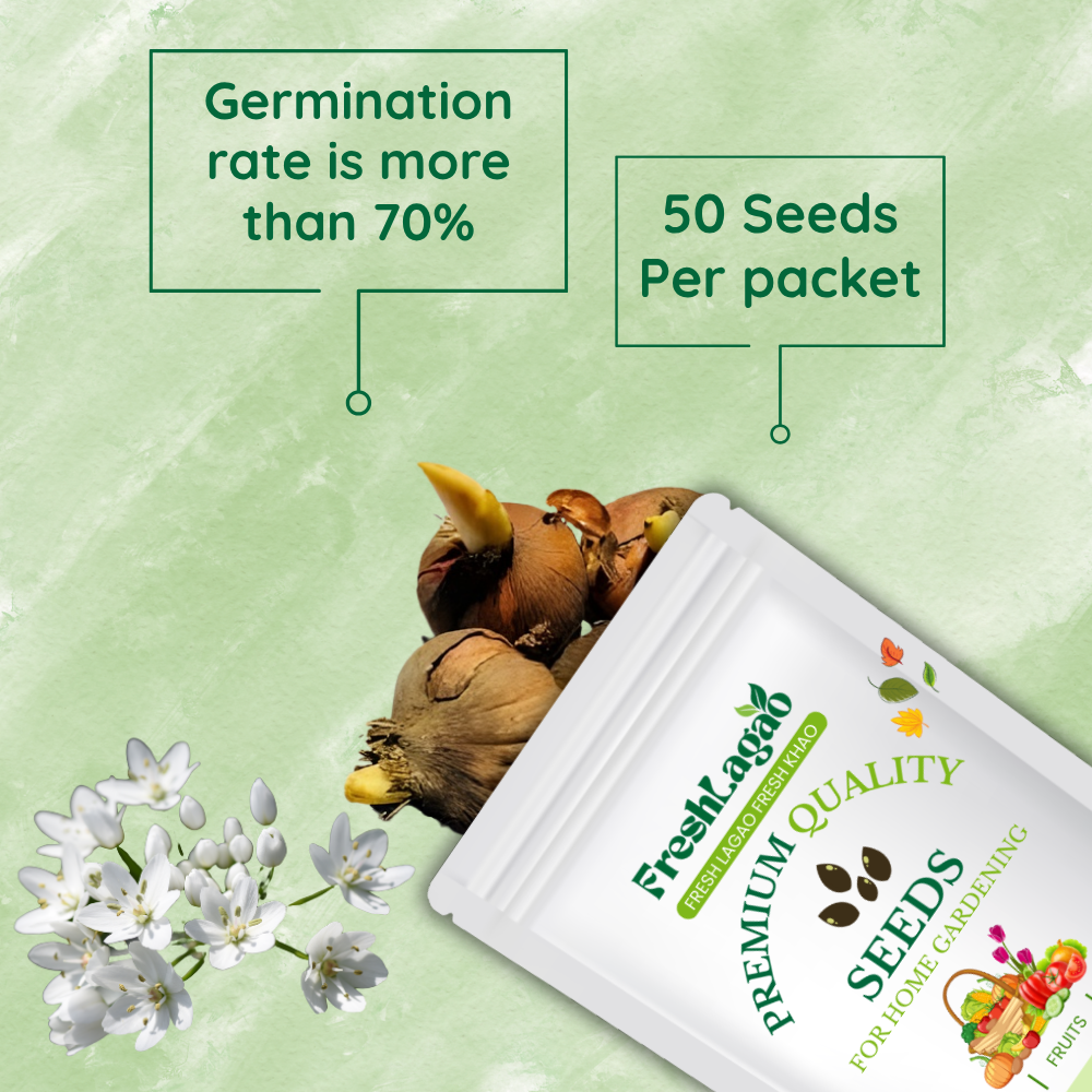 Allium Cowanii (White) Flower - Image 2