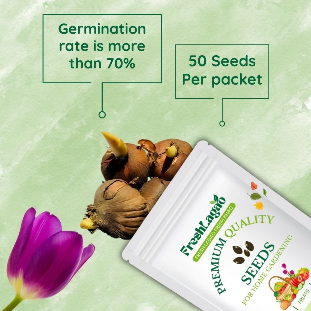 Tulip Purple Flower Bulbs - Image 2