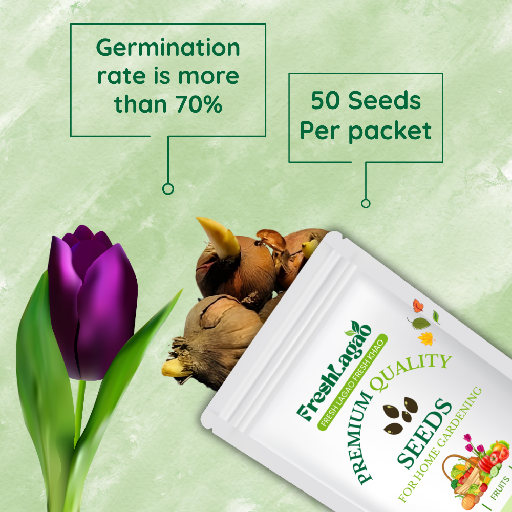 Tulip Black,Purple - Image 2