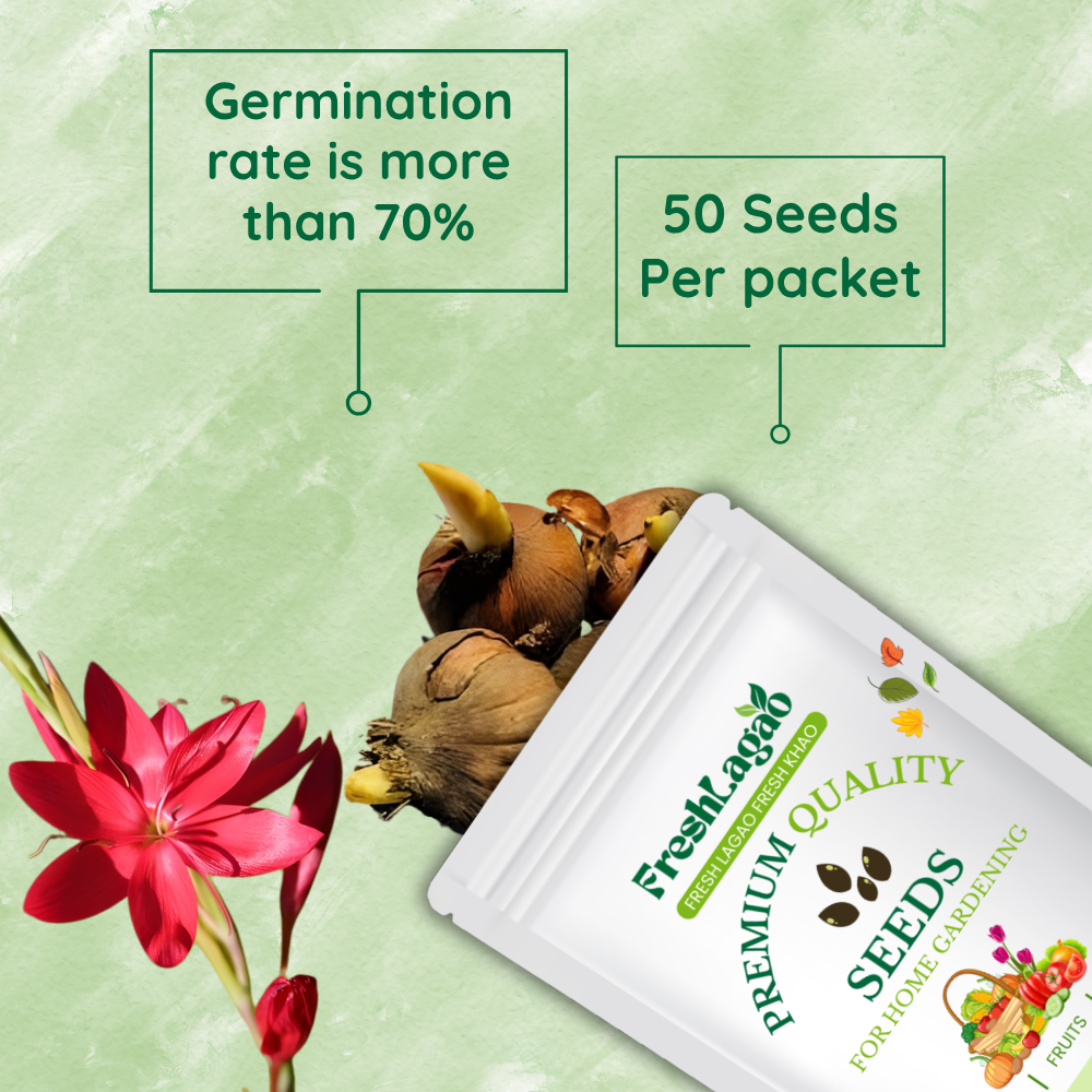 Ixia Red Flower Bulbs - Image 2