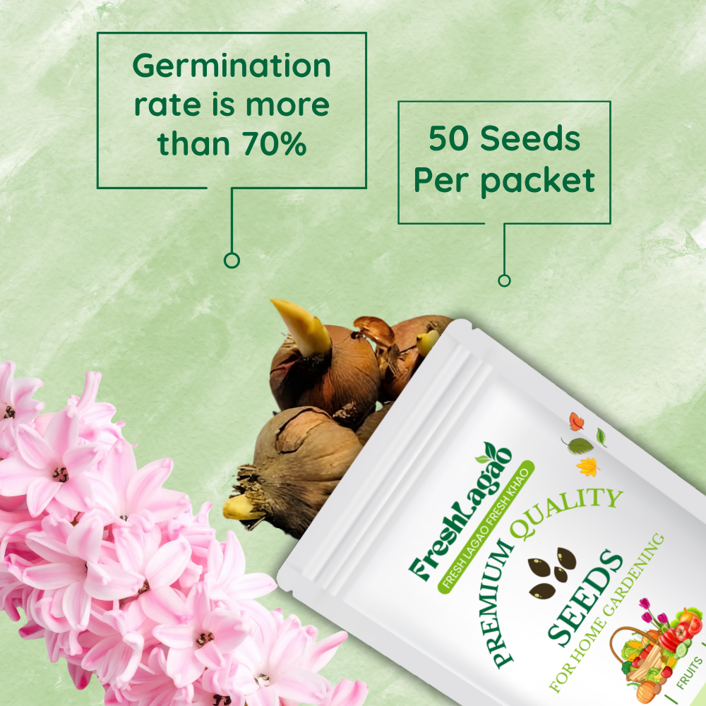 Hyacinth Pink Flower Bulbs - Image 2