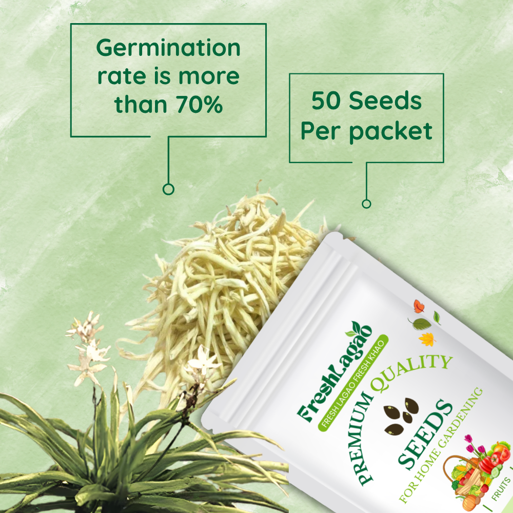 Safed Musli Bulbs Seeds - Image 2