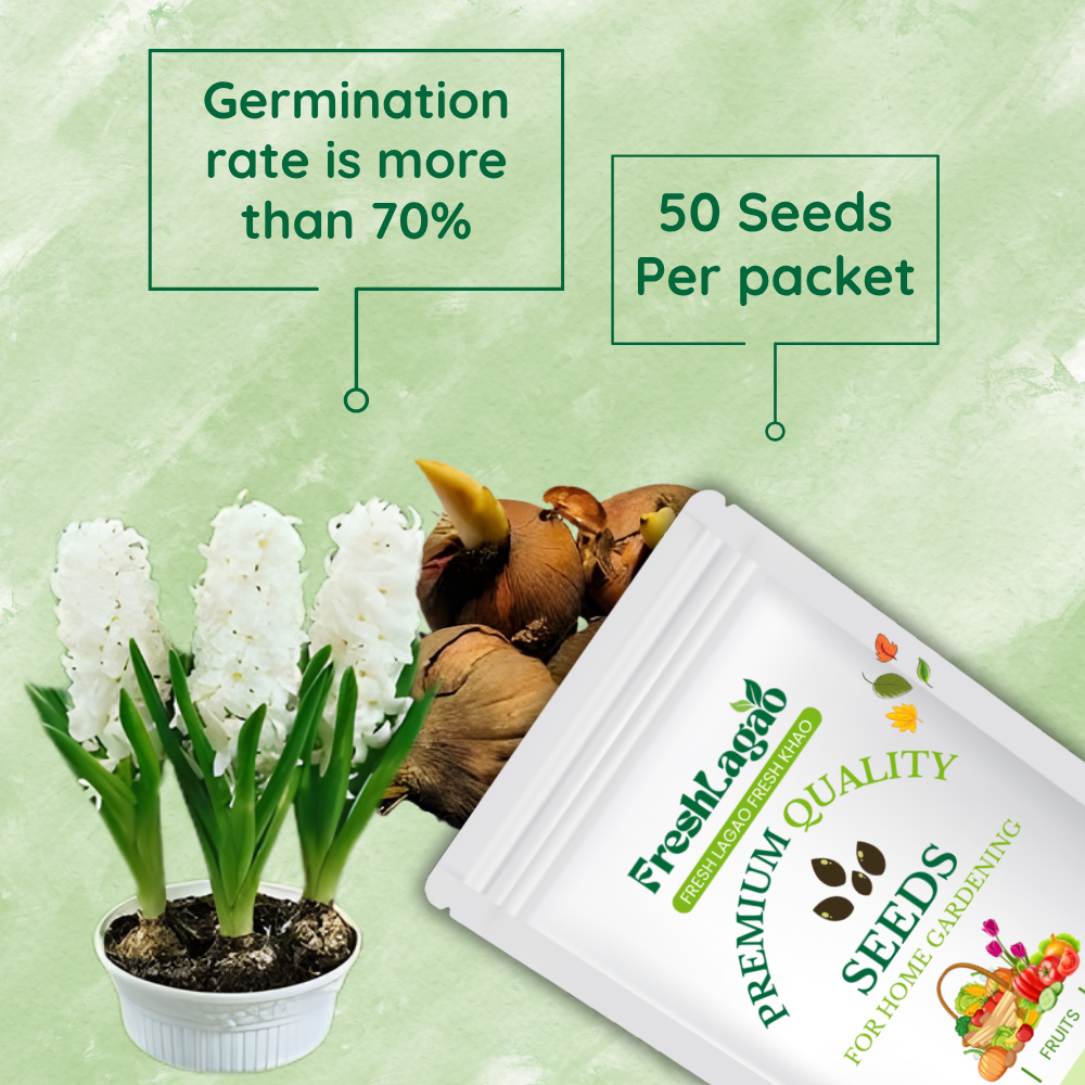 Hyacinth White Flower Bulbs - Image 2