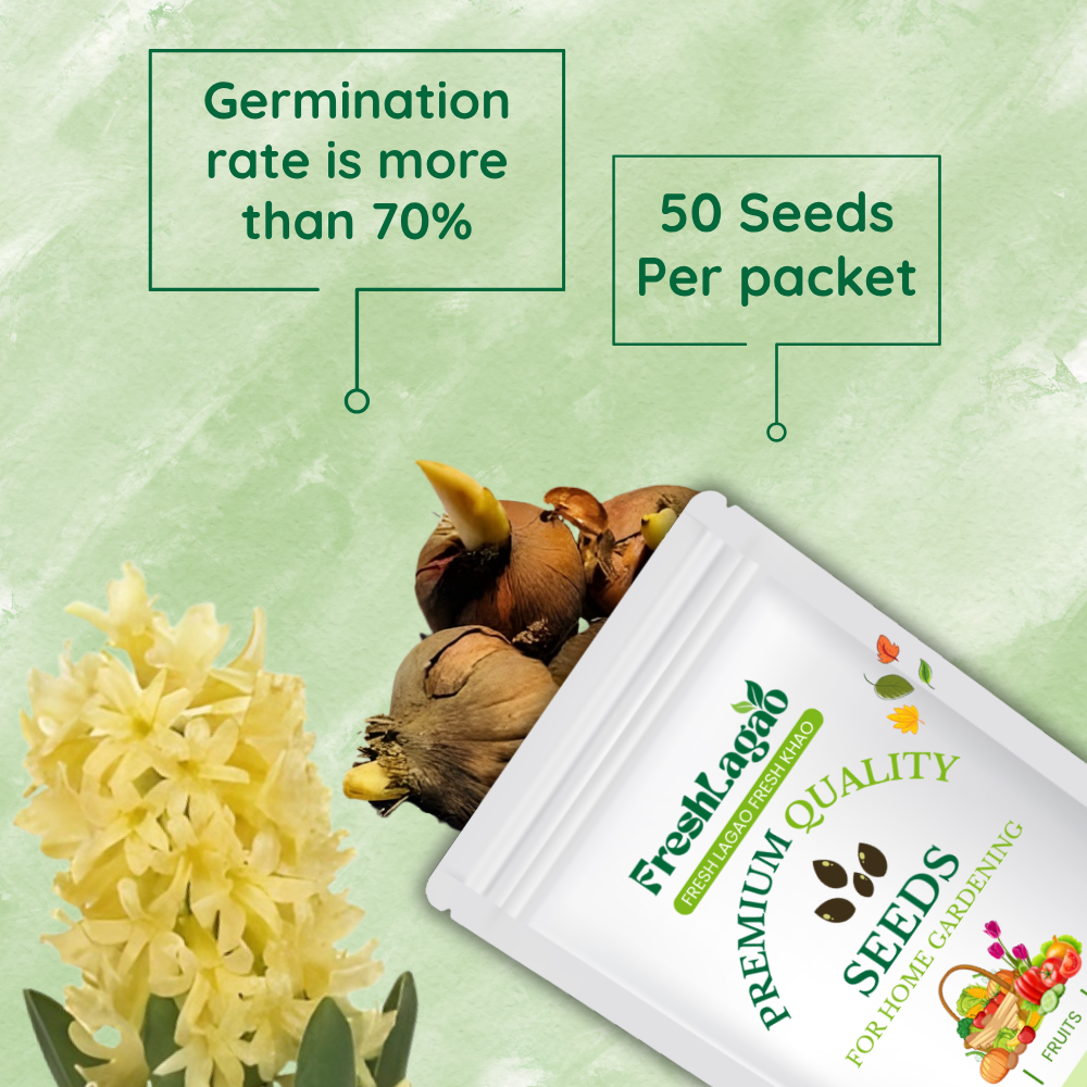 Hyacinth Yellow Flower Bulbs - Image 2