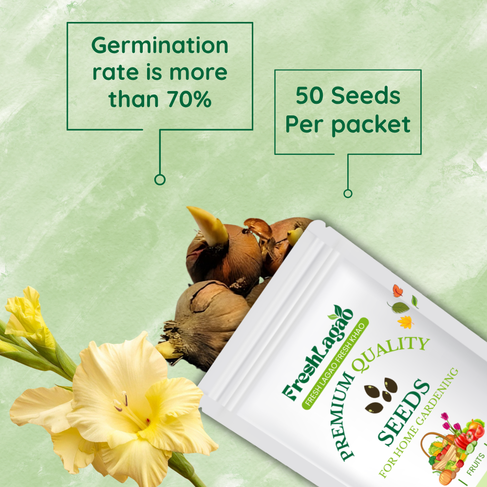 Gladiolus Yellow Flower Bulbs - Image 2