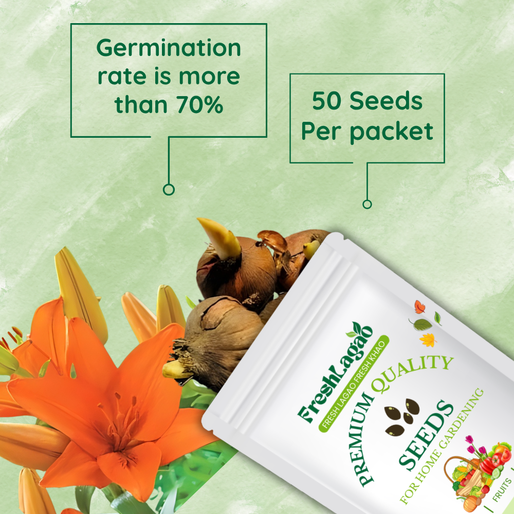 Asiatic (Lilium) Lily Orange Flower Bulbs - Image 2