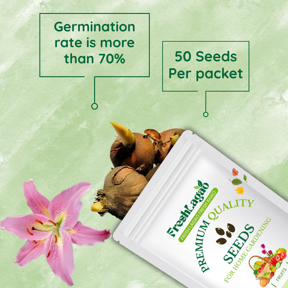 Asiatic (Lilium) Lily Pink Flower Bulbs - Image 2