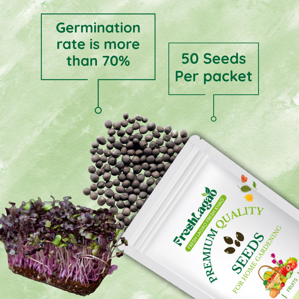 Knol Khol Purple Microgreen - Image 2