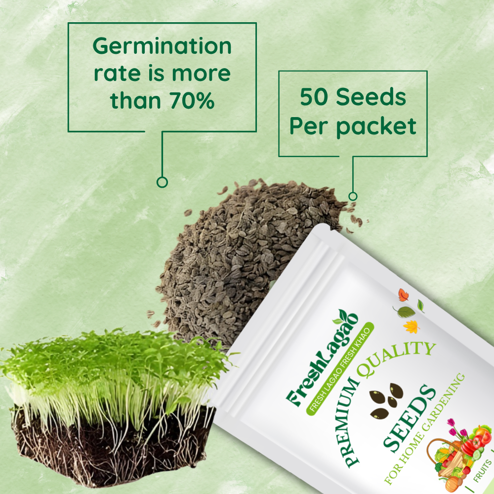 Parsley Microgreen Seeds Sale - Image 2