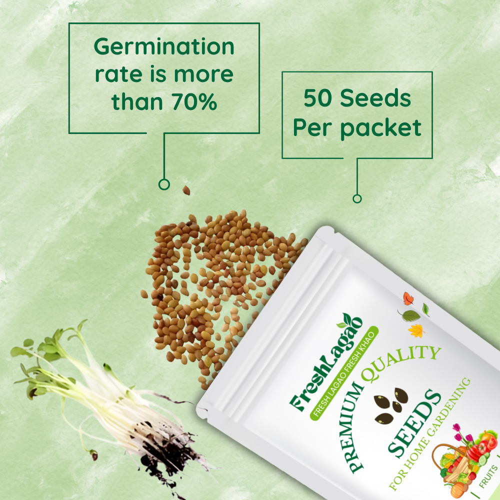 Clover Microgreen Seeds - Image 2