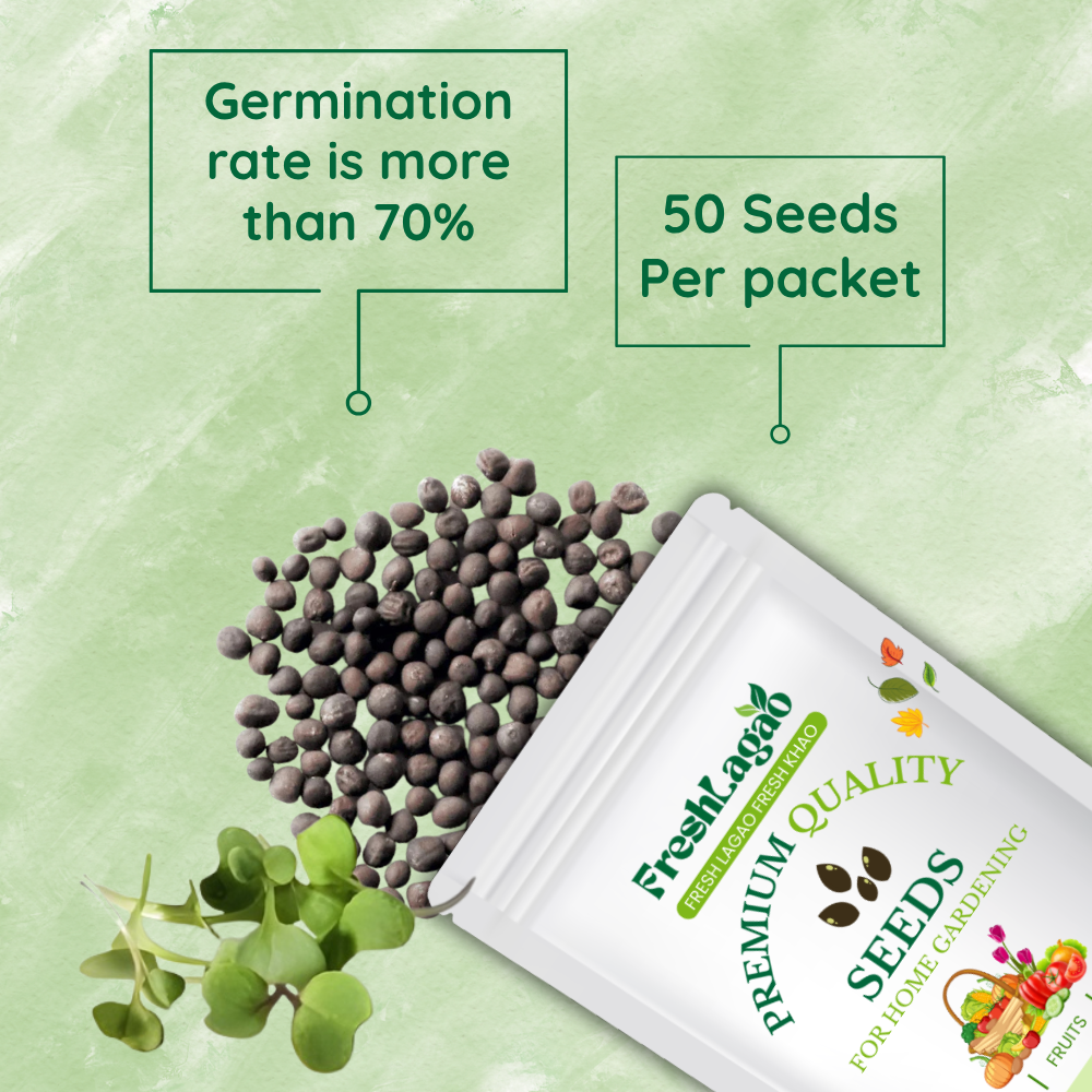 Kale Purple Microgreen Seeds (20g) - Image 2