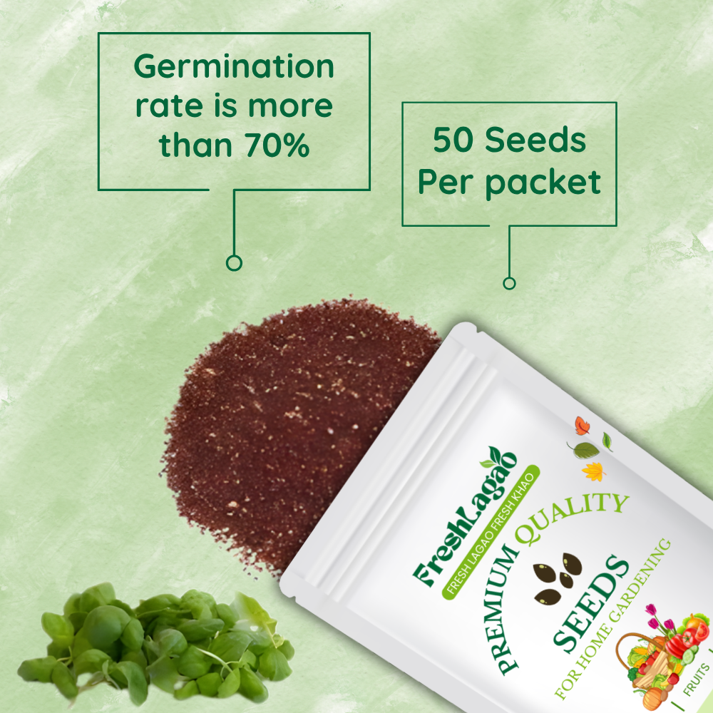Basil Microgreen Seeds - 10g (Tulsi/तुलसी के बीज) - Image 2