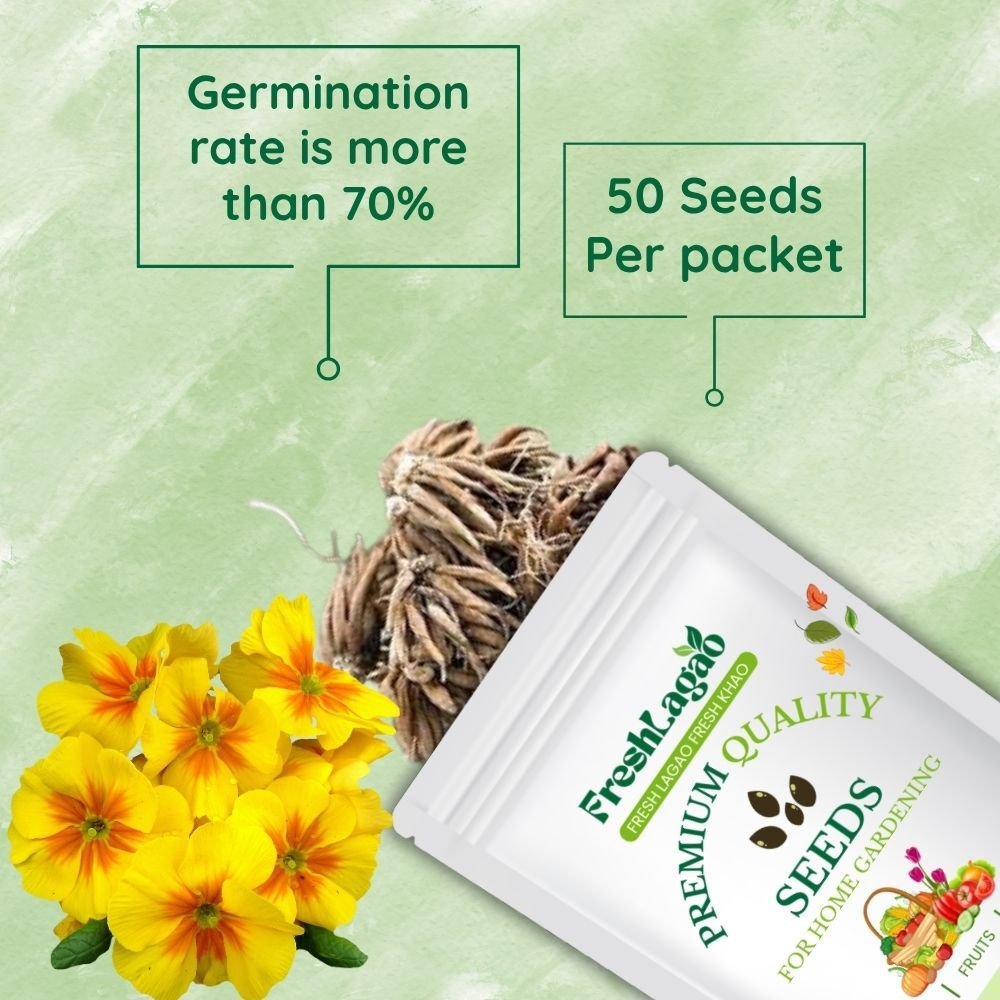 Ixia Yellow Flower Bulbs - Image 2