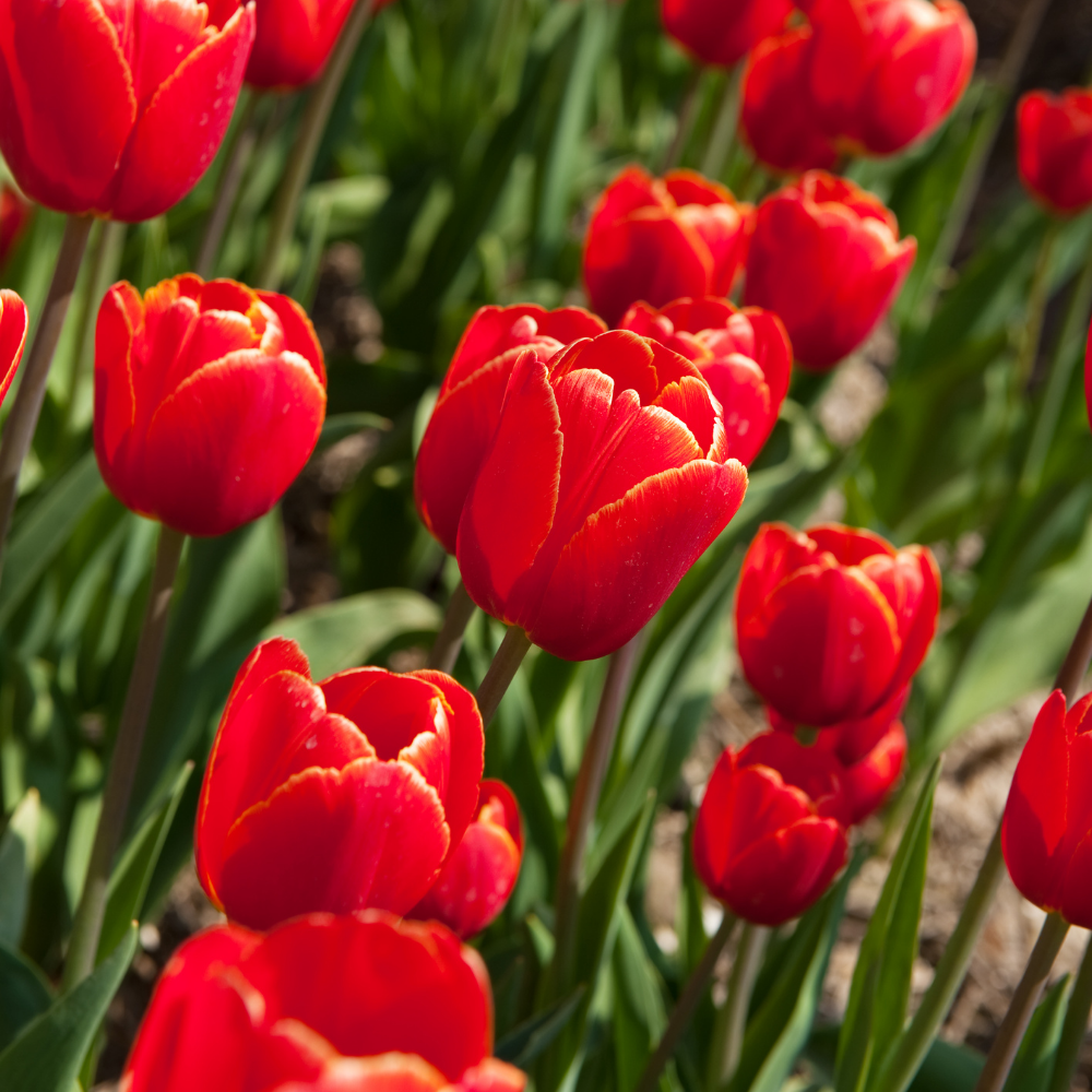 Tulip Red Flower Bulbs (05N) - Image 3