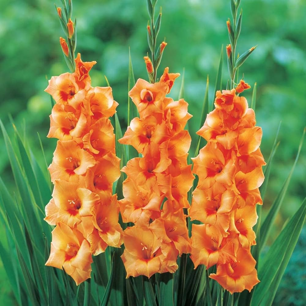 Gladiolus Orange Flower Bulbs (05N) - Image 3