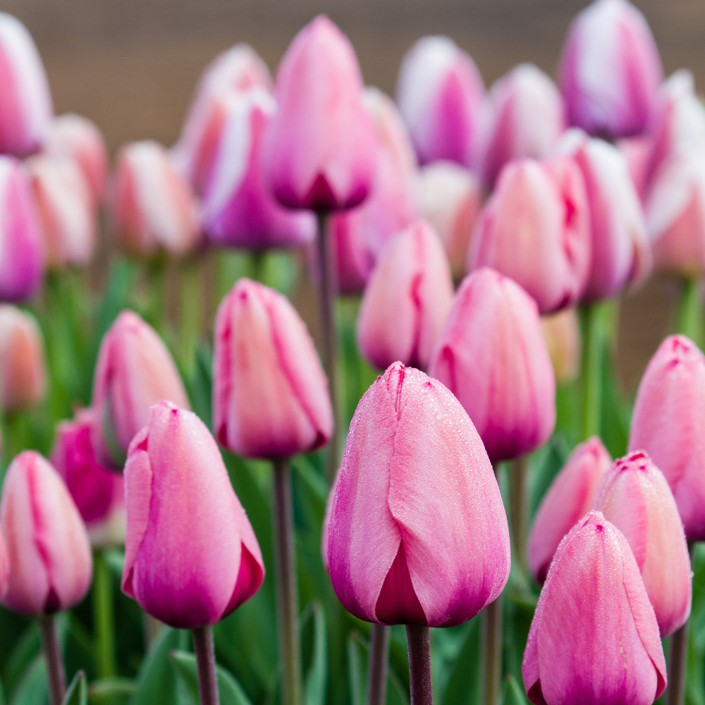 Tulip Claudia (Pink) Flower Bulbs - Image 3