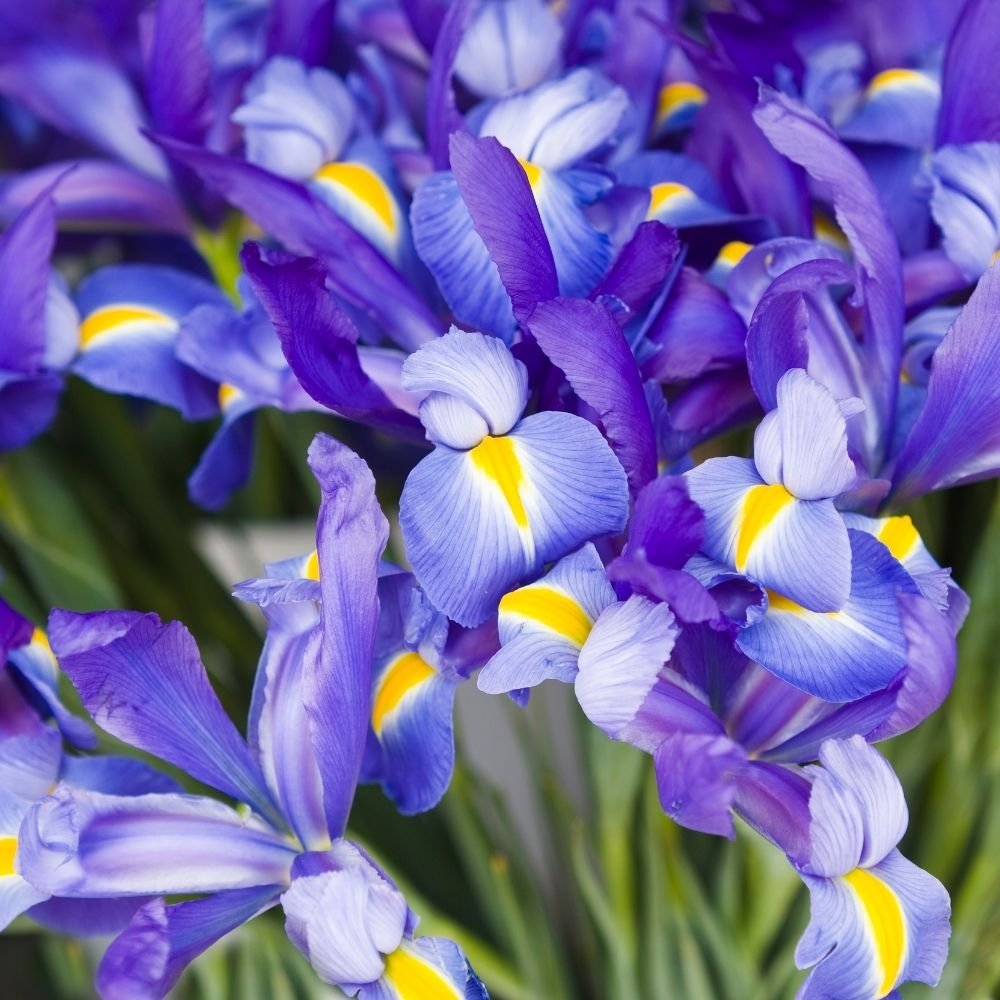 Dutch Iris Eye of the Tiger Flower - Image 3