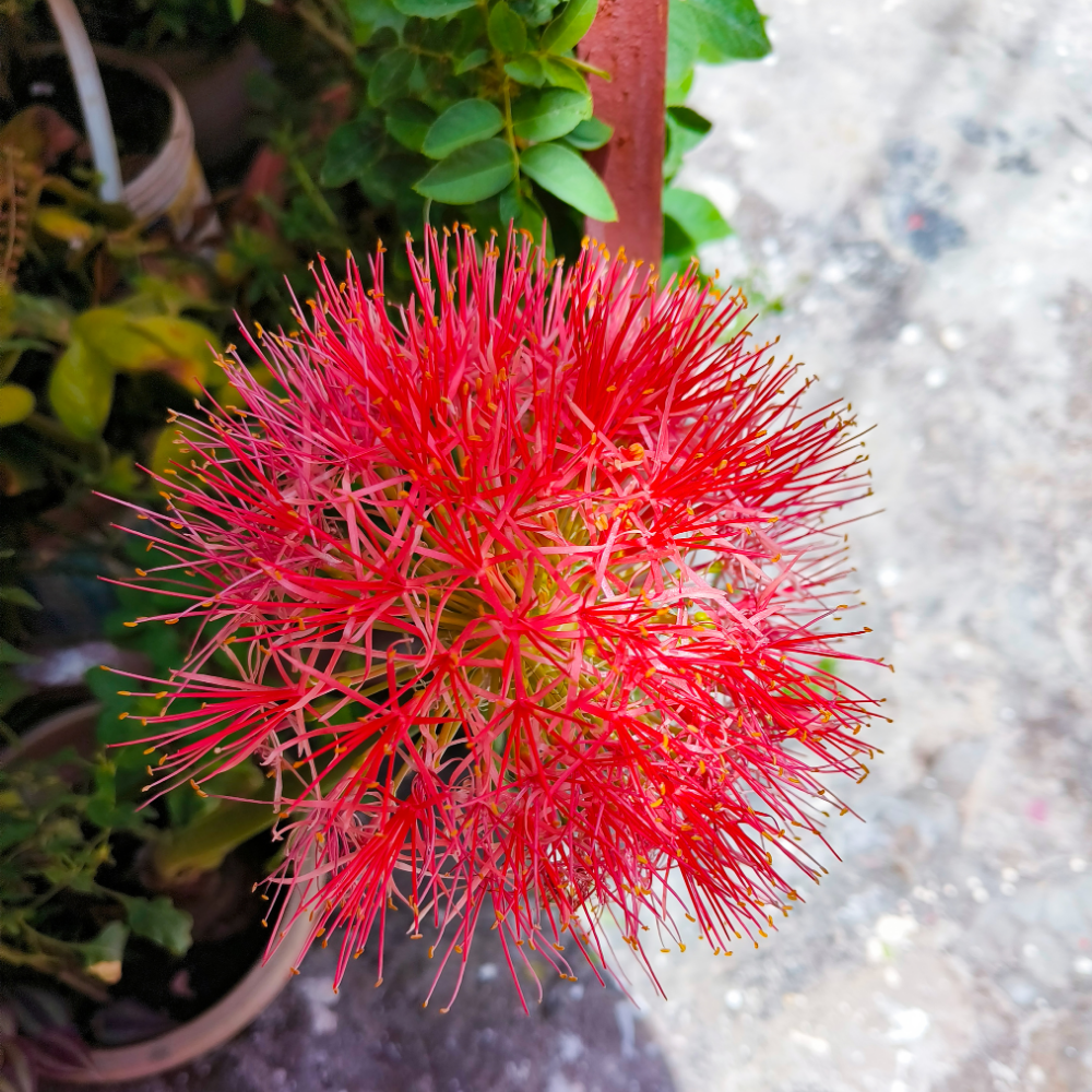 Football Lily Flower Bulb - Image 3