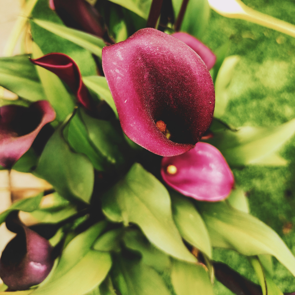 Calla Lily Black Flower Bulbs - Image 3