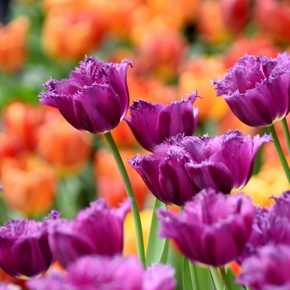 Tulip Purple Flower Bulbs - Image 3