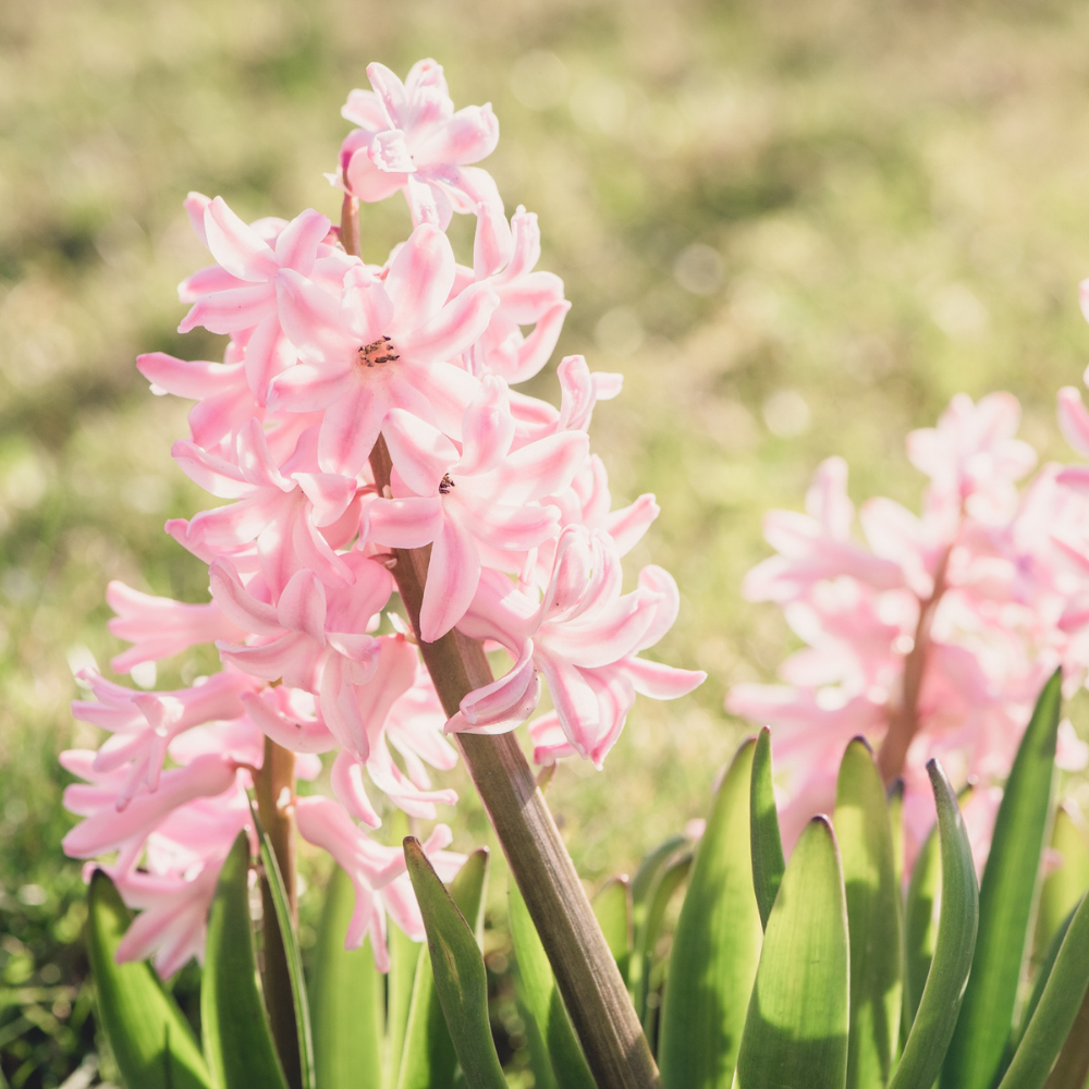 Hyacinth Pink Flower Bulbs - Image 3
