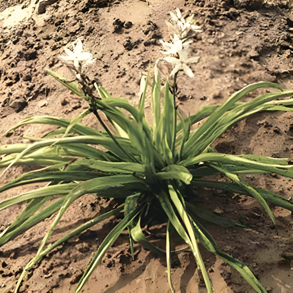 Safed Musli Bulbs Seeds - Image 3