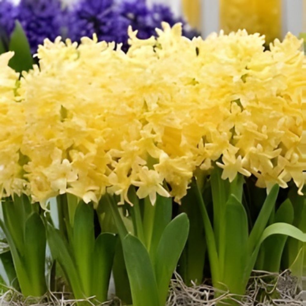 Hyacinth Yellow Flower Bulbs - Image 3