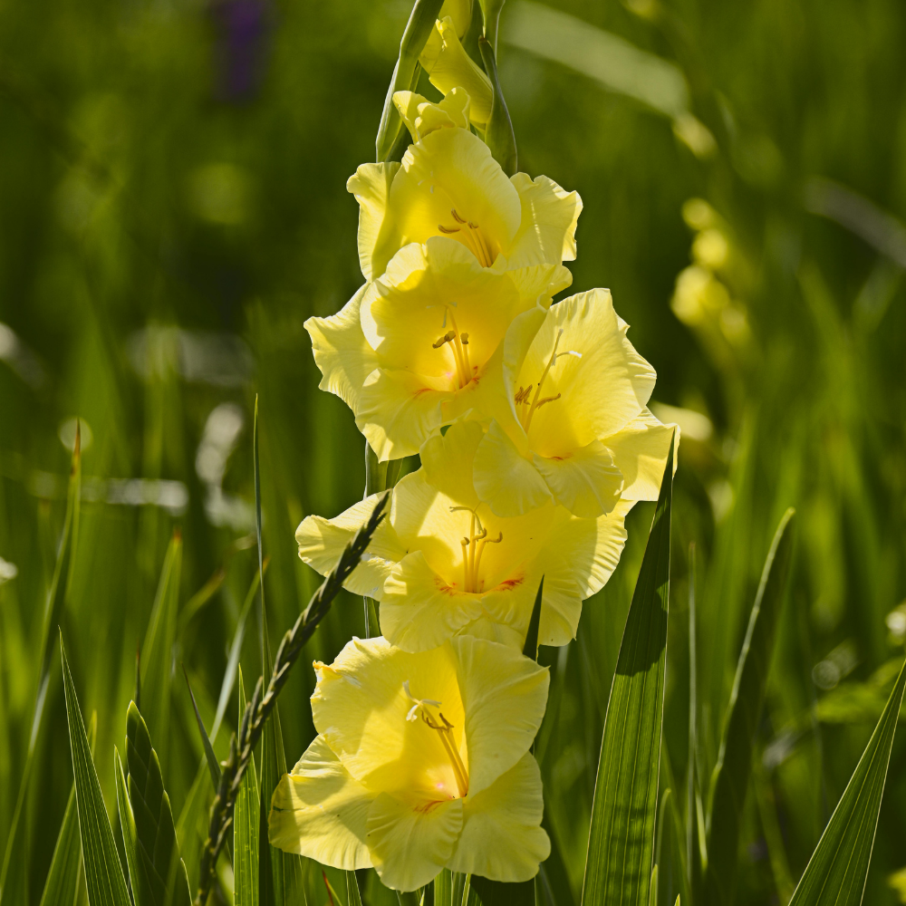 Gladiolus Yellow Flower Bulbs - Image 3