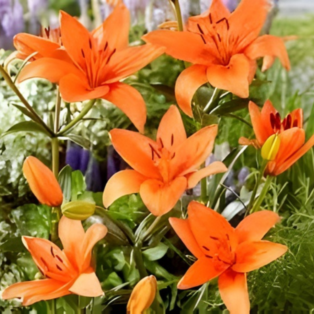 Asiatic (Lilium) Lily Orange Flower Bulbs - Image 3