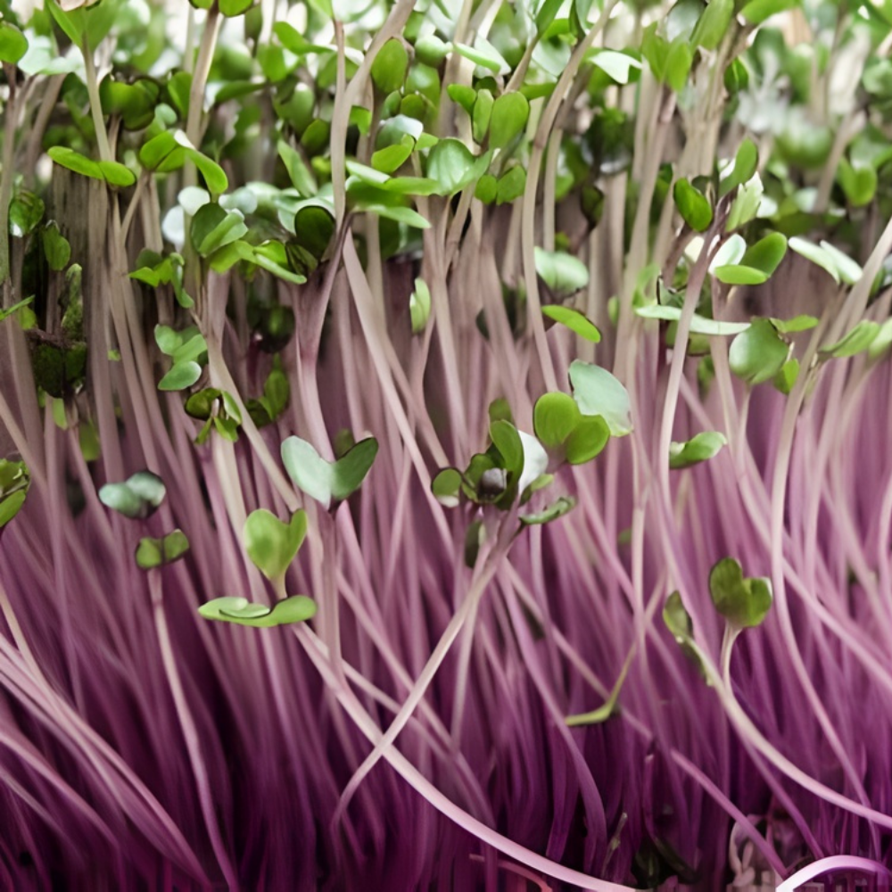 Knol Khol Purple Microgreen - Image 3