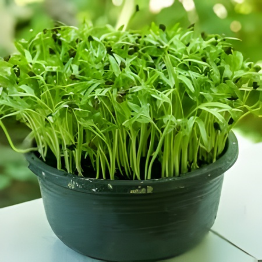 Red Mustard Microgreen Seeds - Image 3