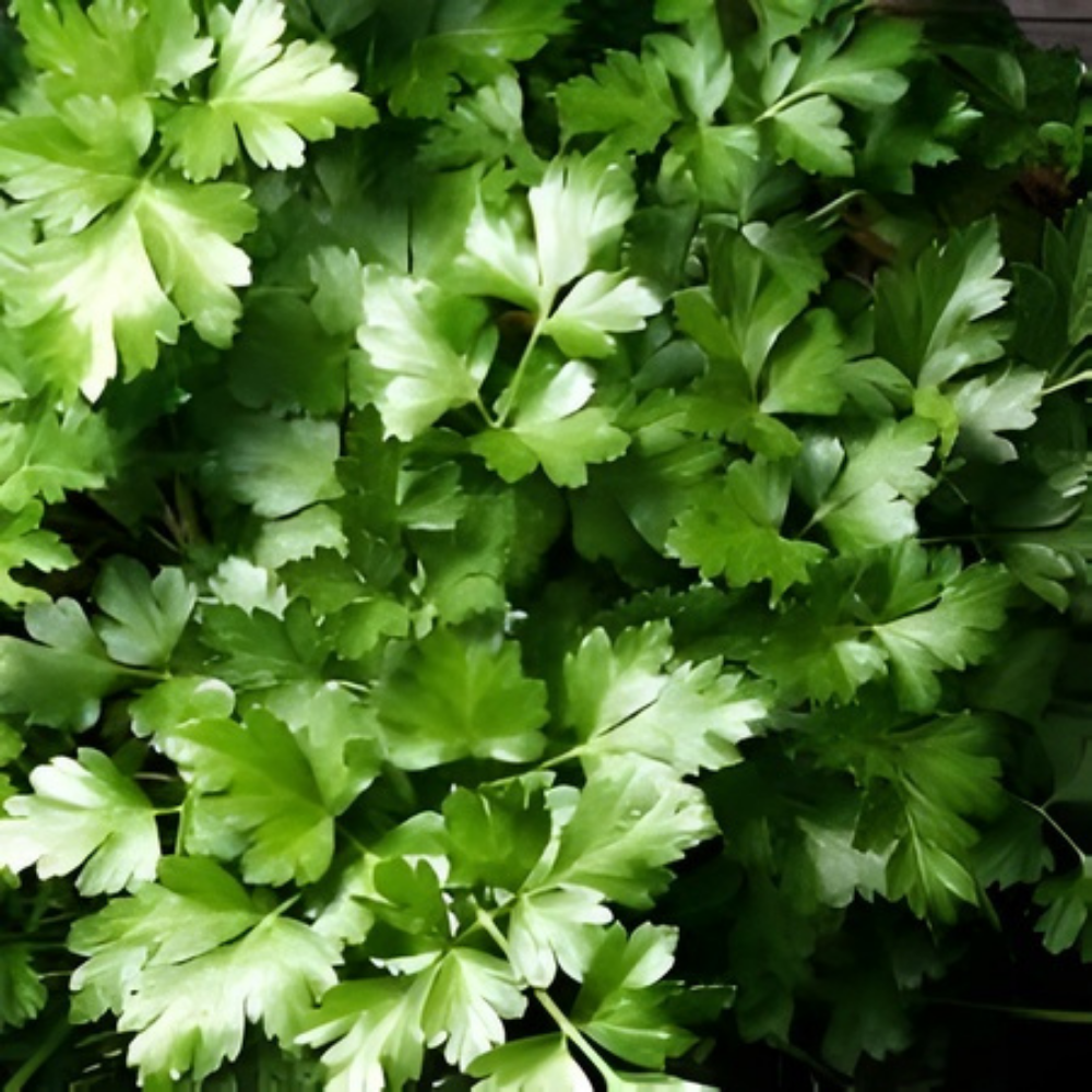 Parsley Microgreen Seeds Sale - Image 3