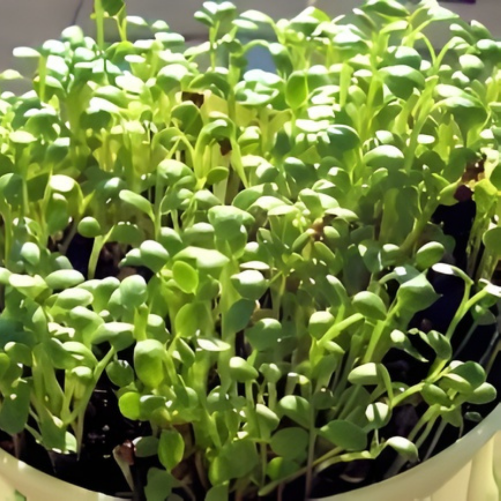 Clover Microgreen Seeds - Image 3