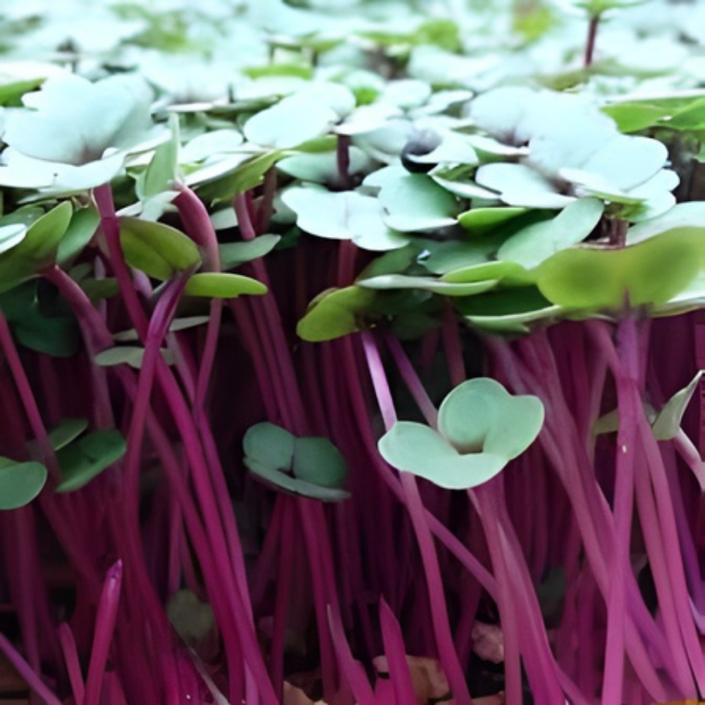 Kale Purple Microgreen Seeds (20g) - Image 3