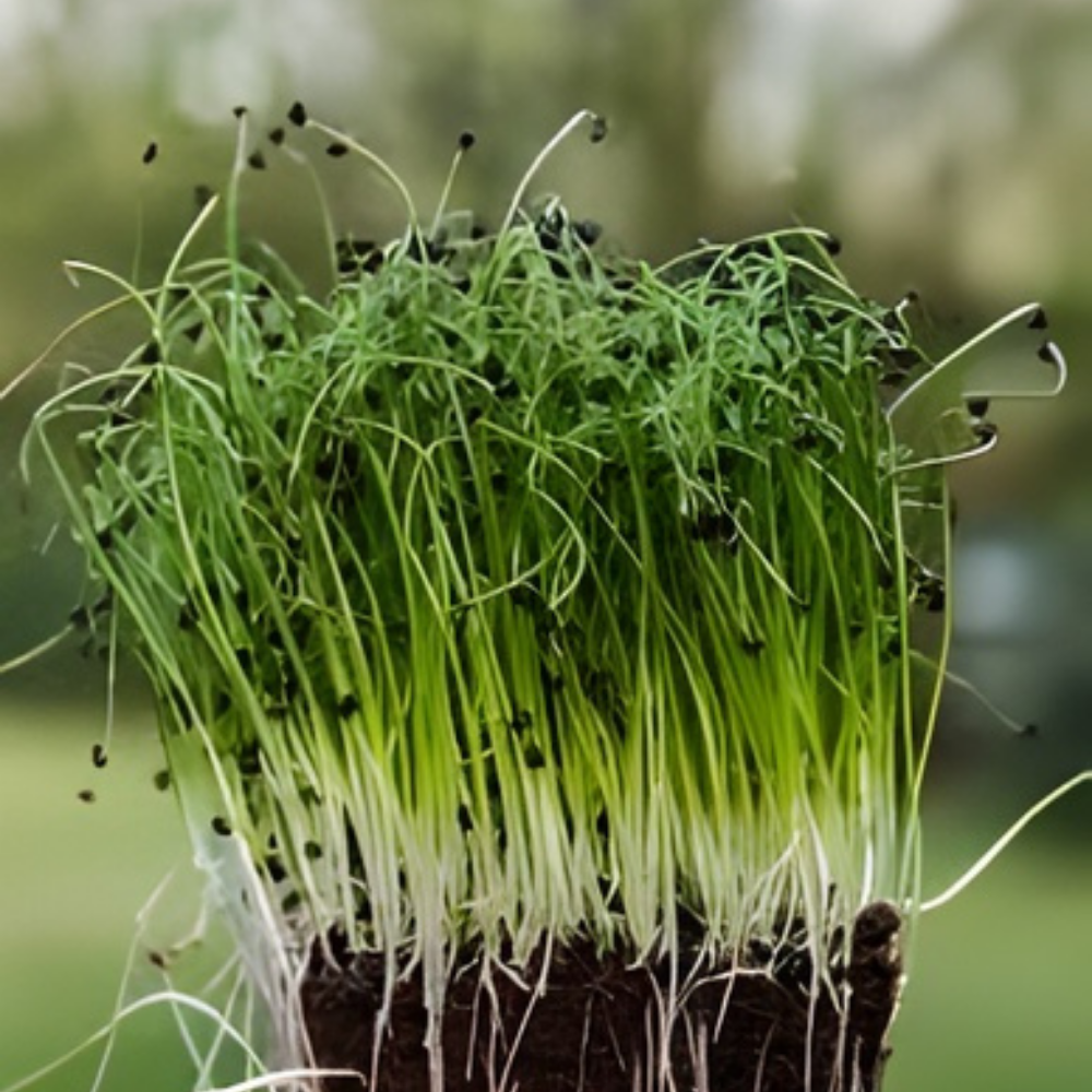 Onion Microgreen Seeds (25g) - Image 3