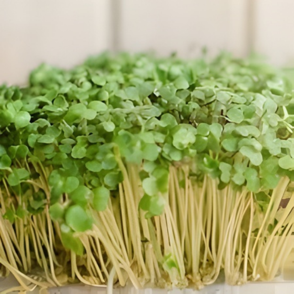 Mustard Microgreen Seeds (25g) - Image 3