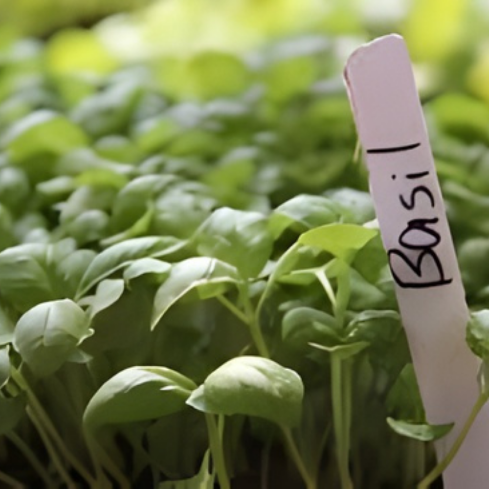 Basil Microgreen Seeds - 10g (Tulsi/तुलसी के बीज) - Image 3