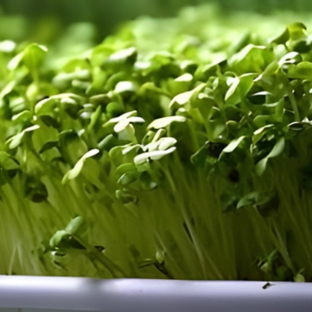Radish Microgreens Seeds