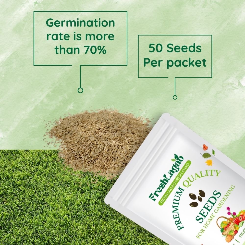 American Bermuda Grass Seeds For Lawn Garden (50g) - Image 2