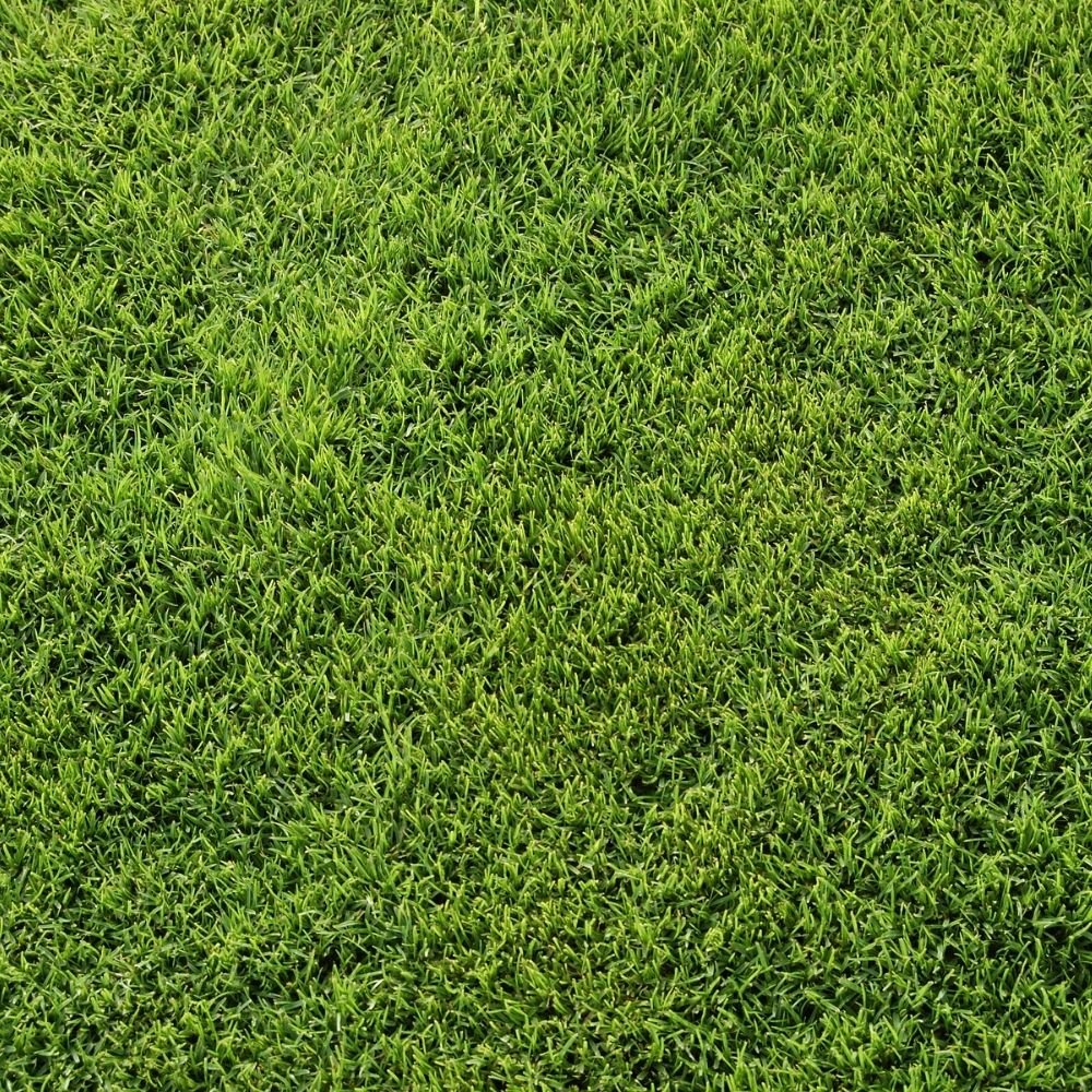 American Bermuda Grass Seeds For Lawn Garden (50g) - Image 3